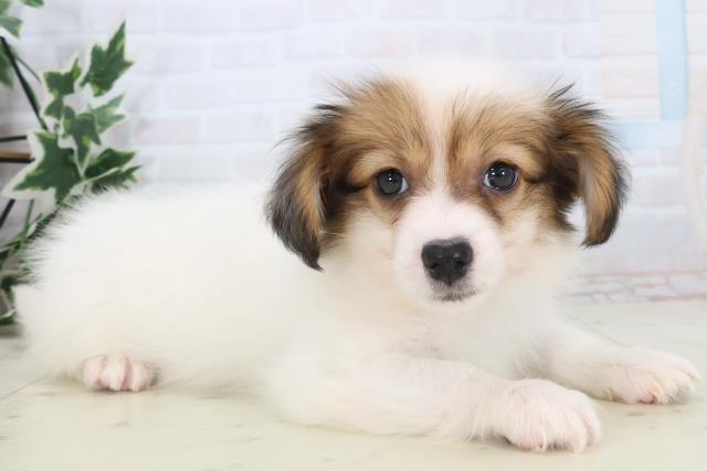 鹿児島県のパピヨン (Coo&RIKU鹿児島店/2025年11月11日生まれ/男の子/ホワイトブラウン)の子犬の2枚目の画像