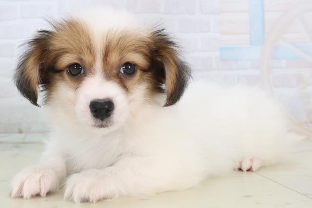 鹿児島県のパピヨン (Coo&RIKU鹿児島店/2025年11月11日生まれ/男の子/ホワイトブラウン)の子犬の3枚目の画像