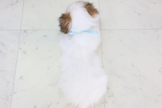 鹿児島県のパピヨン (Coo&RIKU鹿児島店/2025年11月11日生まれ/男の子/ホワイトブラウン)の子犬の4枚目の画像