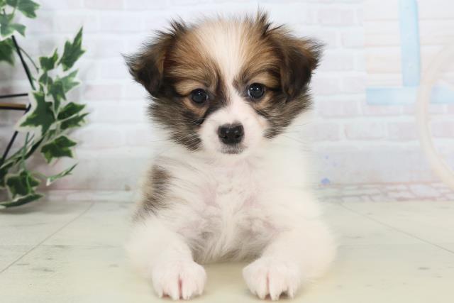 熊本県のパピヨン (Coo&RIKU熊本店/2025年11月11日生まれ/男の子/ホワイトブラウン)の子犬の1枚目の画像