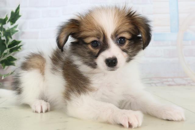 熊本県のパピヨン (Coo&RIKU熊本店/2025年11月11日生まれ/男の子/ホワイトブラウン)の子犬の2枚目の画像