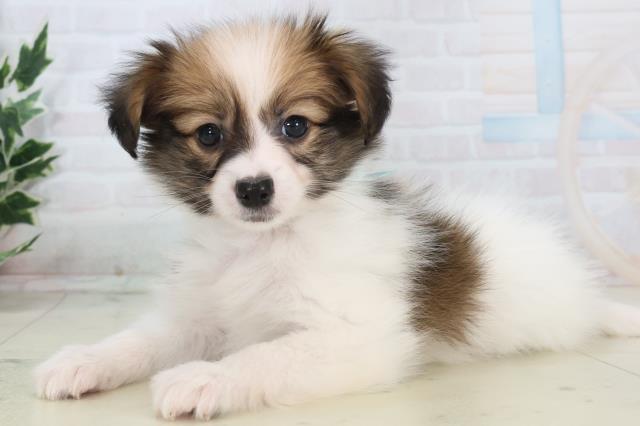 熊本県のパピヨン (Coo&RIKU熊本店/2025年11月11日生まれ/男の子/ホワイトブラウン)の子犬の3枚目の画像