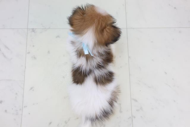 熊本県のパピヨン (Coo&RIKU熊本店/2025年11月11日生まれ/男の子/ホワイトブラウン)の子犬の4枚目の画像