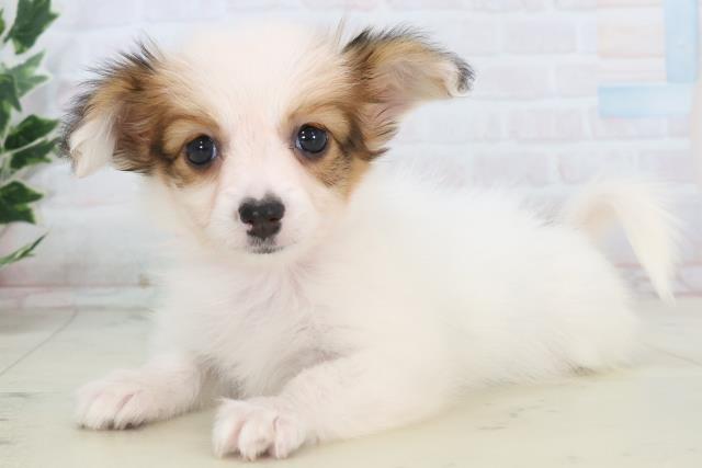 福岡県のパピヨン (Coo&RIKU黒崎店/2025年11月11日生まれ/女の子/ホワイトブラウン)の子犬の3枚目の画像