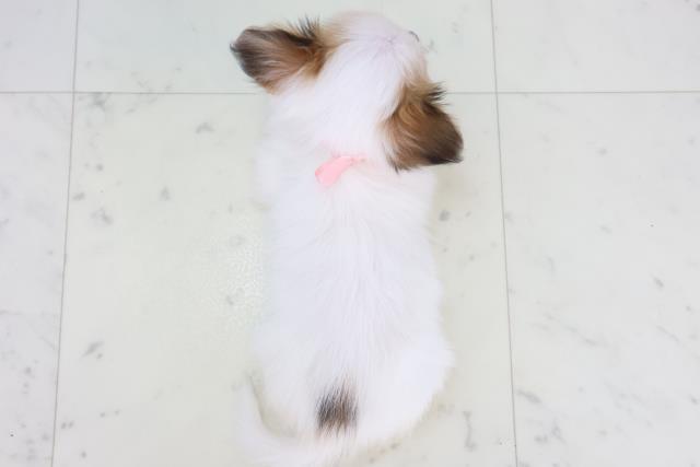 福岡県のパピヨン (Coo&RIKU黒崎店/2025年11月11日生まれ/女の子/ホワイトブラウン)の子犬の4枚目の画像