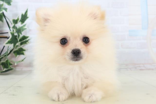 熊本県のポメラニアン (Coo&RIKU熊本店/2025年11月11日生まれ/男の子/クリーム)の子犬の1枚目の画像