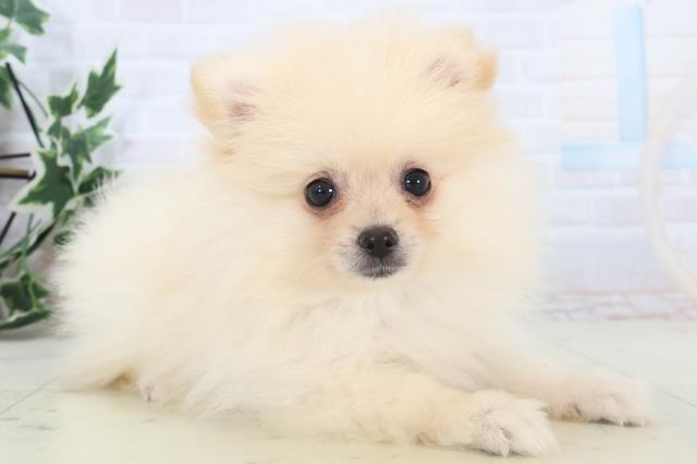 熊本県のポメラニアン (Coo&RIKU熊本店/2025年11月11日生まれ/男の子/クリーム)の子犬の2枚目の画像