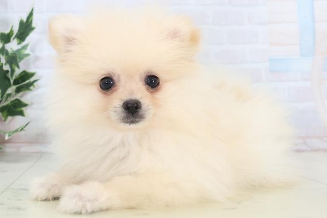 熊本県のポメラニアン (Coo&RIKU熊本店/2025年11月11日生まれ/男の子/クリーム)の子犬の3枚目の画像
