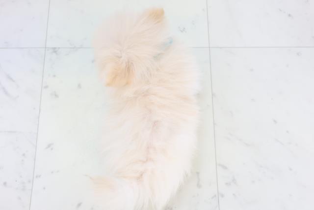 熊本県のポメラニアン (Coo&RIKU熊本店/2025年11月11日生まれ/男の子/クリーム)の子犬の4枚目の画像