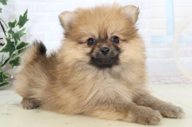 沖縄県のポメラニアン (Coo&RIKUイオン北谷店/2025年11月11日生まれ/女の子/ウルフセーブル)の子犬の2枚目の画像