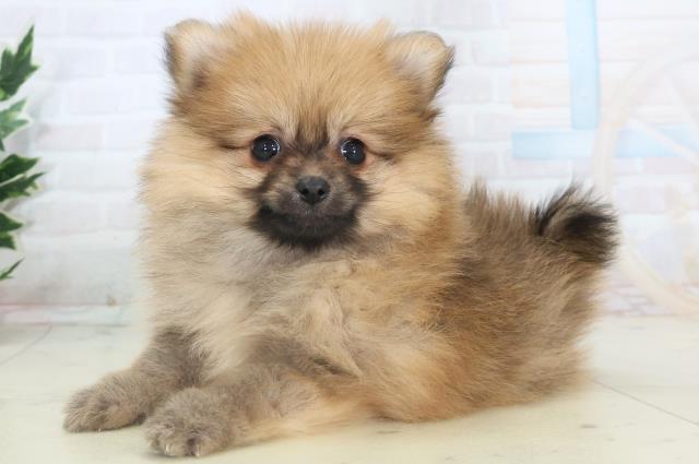 沖縄県のポメラニアン (Coo&RIKUイオン北谷店/2025年11月11日生まれ/女の子/ウルフセーブル)の子犬の3枚目の画像