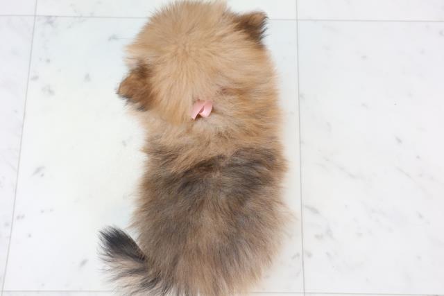 沖縄県のポメラニアン (Coo&RIKUイオン北谷店/2025年11月11日生まれ/女の子/ウルフセーブル)の子犬の4枚目の画像