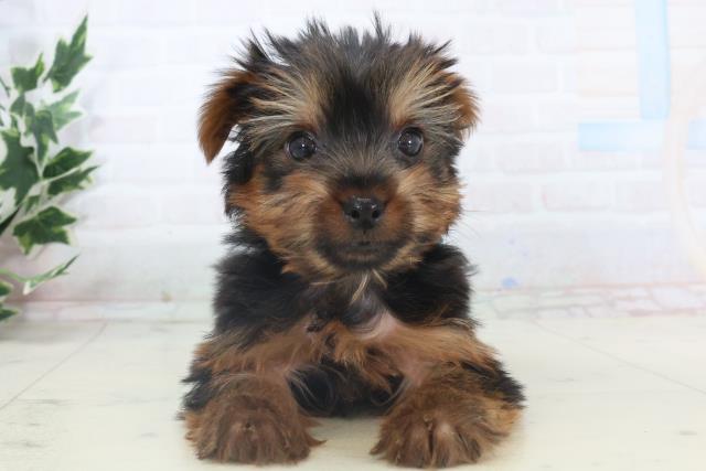 長崎県のヨークシャーテリア (Coo&RIKU長崎佐世保店/2025年11月11日生まれ/男の子/スチールブルータン)の子犬の1枚目の画像