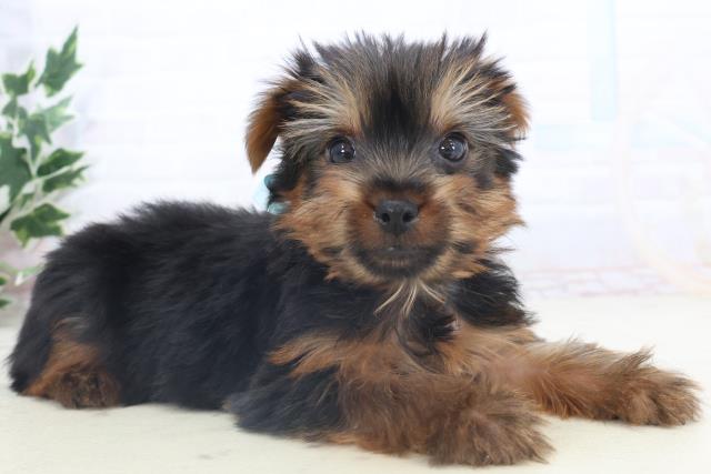 長崎県のヨークシャーテリア (Coo&RIKU長崎佐世保店/2025年11月11日生まれ/男の子/スチールブルータン)の子犬の2枚目の画像