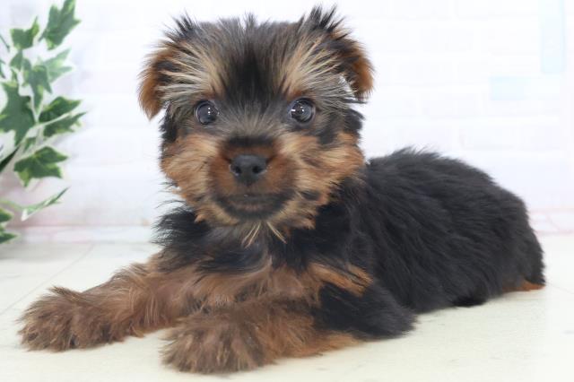 長崎県のヨークシャーテリア (Coo&RIKU長崎佐世保店/2025年11月11日生まれ/男の子/スチールブルータン)の子犬の3枚目の画像