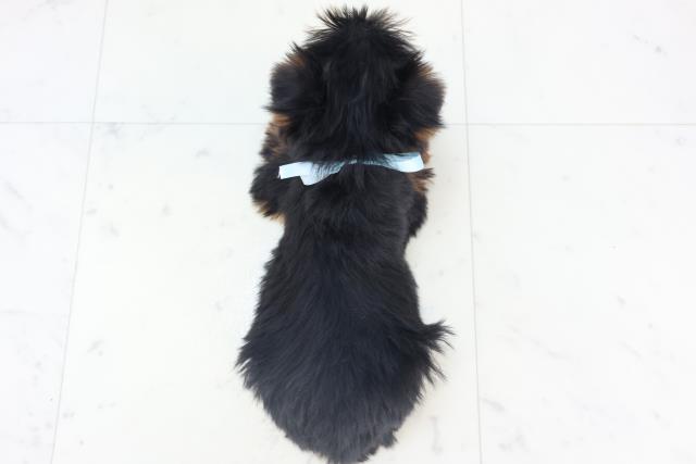 長崎県のヨークシャーテリア (Coo&RIKU長崎佐世保店/2025年11月11日生まれ/男の子/スチールブルータン)の子犬の4枚目の画像