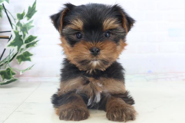 沖縄県のヨークシャーテリア (Coo&RIKUイオン北谷店/2025年11月11日生まれ/男の子/スチールブルータン)の子犬の1枚目の画像