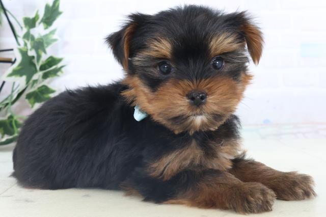 沖縄県のヨークシャーテリア (Coo&RIKUイオン北谷店/2025年11月11日生まれ/男の子/スチールブルータン)の子犬の2枚目の画像