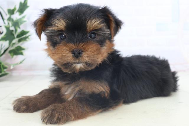 沖縄県のヨークシャーテリア (Coo&RIKUイオン北谷店/2025年11月11日生まれ/男の子/スチールブルータン)の子犬の3枚目の画像