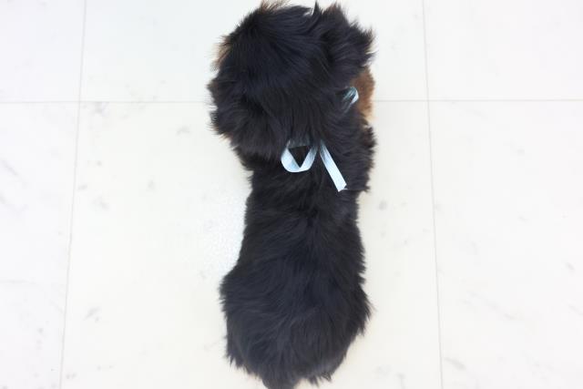 沖縄県のヨークシャーテリア (Coo&RIKUイオン北谷店/2025年11月11日生まれ/男の子/スチールブルータン)の子犬の4枚目の画像