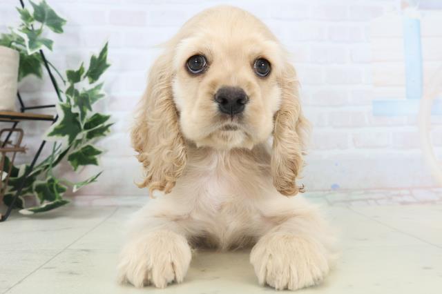 福岡県のアメリカンコッカースパニエル (Coo&RIKU福岡西店/2025年11月7日生まれ/男の子/バフ)の子犬の1枚目の画像