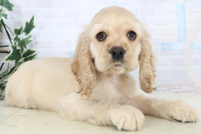 福岡県のアメリカンコッカースパニエル (Coo&RIKU福岡西店/2025年11月7日生まれ/男の子/バフ)の子犬の2枚目の画像