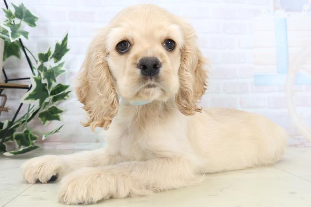 福岡県のアメリカンコッカースパニエル (Coo&RIKU福岡西店/2025年11月7日生まれ/男の子/バフ)の子犬の3枚目の画像