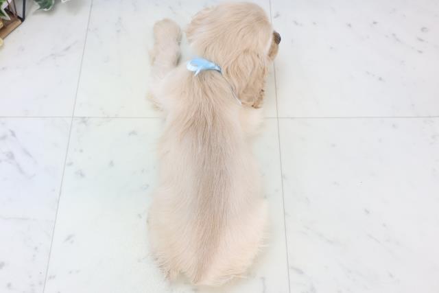 福岡県のアメリカンコッカースパニエル (Coo&RIKU福岡西店/2025年11月7日生まれ/男の子/バフ)の子犬の4枚目の画像