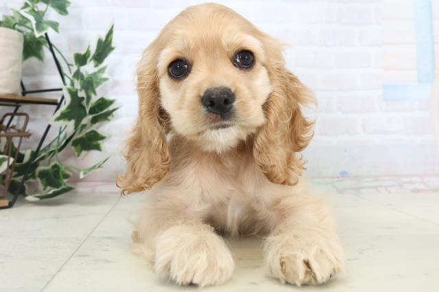 佐賀県のアメリカンコッカースパニエル (Coo&RIKU佐賀神埼店/2025年11月7日生まれ/女の子/バフ)の子犬の1枚目の画像