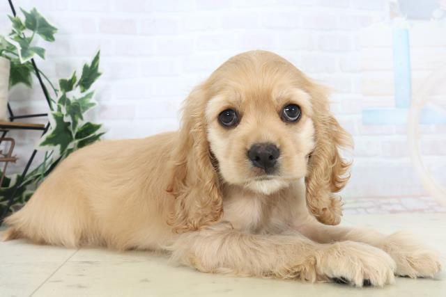 佐賀県のアメリカンコッカースパニエル (Coo&RIKU佐賀神埼店/2025年11月7日生まれ/女の子/バフ)の子犬の2枚目の画像