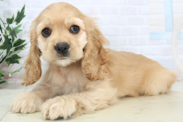 佐賀県のアメリカンコッカースパニエル (Coo&RIKU佐賀神埼店/2025年11月7日生まれ/女の子/バフ)の子犬の3枚目の画像