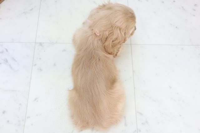 佐賀県のアメリカンコッカースパニエル (Coo&RIKU佐賀神埼店/2025年11月7日生まれ/女の子/バフ)の子犬の4枚目の画像