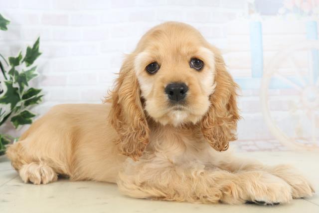 福岡県のアメリカンコッカースパニエル (Coo&RIKU黒崎店/2025年11月7日生まれ/女の子/バフ)の子犬の2枚目の画像