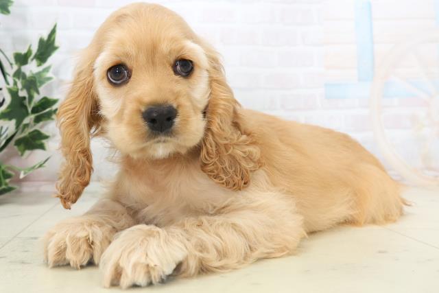 福岡県のアメリカンコッカースパニエル (Coo&RIKU黒崎店/2025年11月7日生まれ/女の子/バフ)の子犬の3枚目の画像