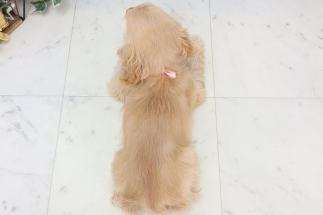 福岡県のアメリカンコッカースパニエル (Coo&RIKU黒崎店/2025年11月7日生まれ/女の子/バフ)の子犬の4枚目の画像