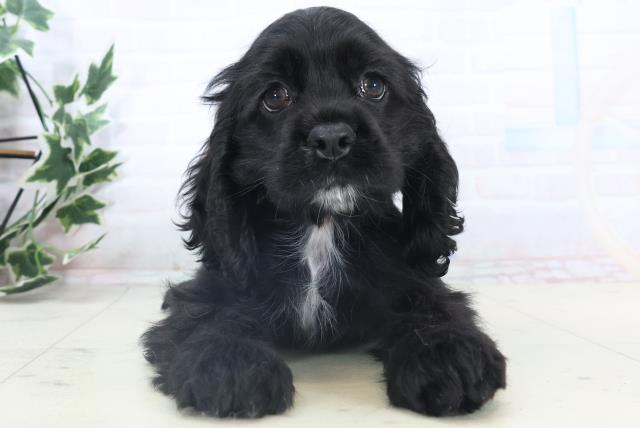 鹿児島県のアメリカンコッカースパニエル (Coo&RIKU鹿児島店/2025年11月7日生まれ/女の子/ブラック)の子犬の1枚目の画像