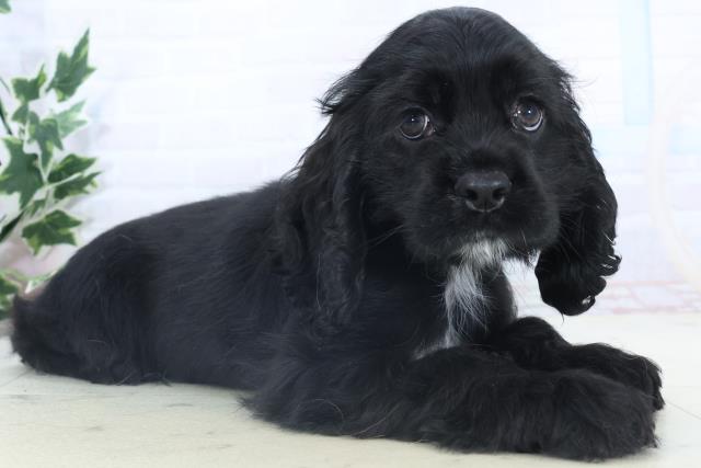 鹿児島県のアメリカンコッカースパニエル (Coo&RIKU鹿児島店/2025年11月7日生まれ/女の子/ブラック)の子犬の2枚目の画像