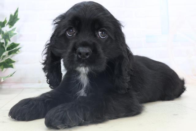 鹿児島県のアメリカンコッカースパニエル (Coo&RIKU鹿児島店/2025年11月7日生まれ/女の子/ブラック)の子犬の3枚目の画像