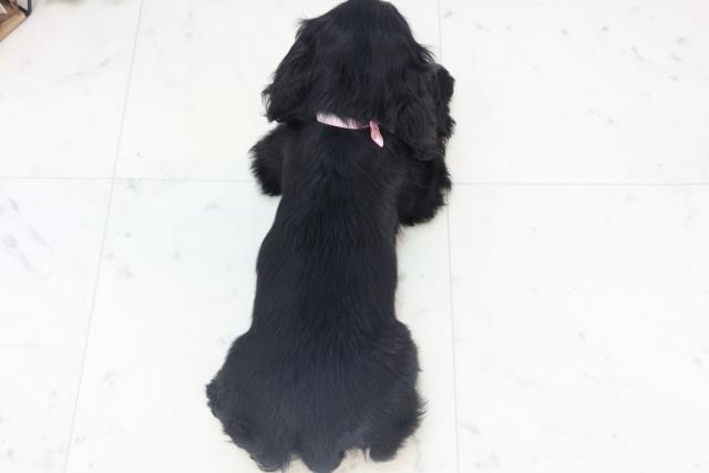 鹿児島県のアメリカンコッカースパニエル (Coo&RIKU鹿児島店/2025年11月7日生まれ/女の子/ブラック)の子犬の4枚目の画像