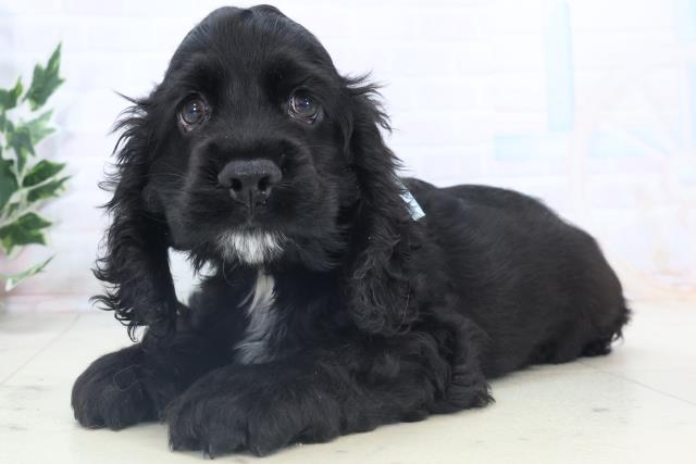 沖縄県のアメリカンコッカースパニエル (Coo&RIKUイーアス沖縄豊崎店/2025年11月8日生まれ/男の子/ブラック)の子犬の3枚目の画像