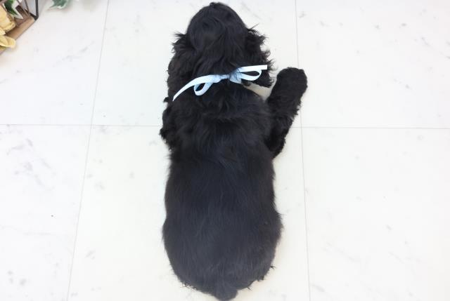 沖縄県のアメリカンコッカースパニエル (Coo&RIKUイーアス沖縄豊崎店/2025年11月8日生まれ/男の子/ブラック)の子犬の4枚目の画像