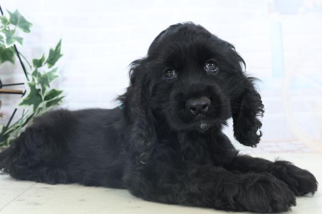 熊本県のアメリカンコッカースパニエル (Coo&RIKU宇土シティモール店/2025年11月8日生まれ/男の子/ブラック)の子犬の2枚目の画像