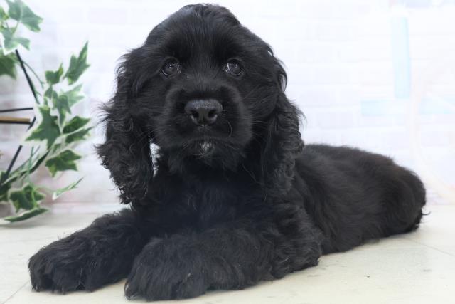 熊本県のアメリカンコッカースパニエル (Coo&RIKU宇土シティモール店/2025年11月8日生まれ/男の子/ブラック)の子犬の3枚目の画像