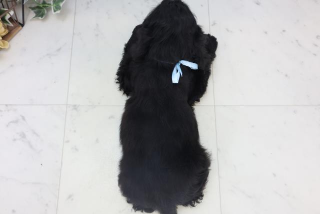 熊本県のアメリカンコッカースパニエル (Coo&RIKU宇土シティモール店/2025年11月8日生まれ/男の子/ブラック)の子犬の4枚目の画像