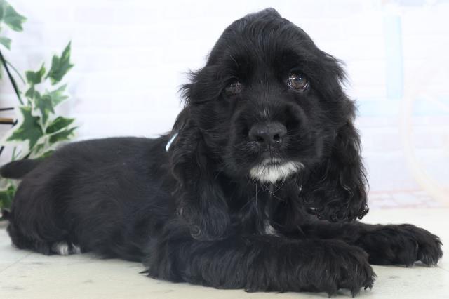 長崎県のアメリカンコッカースパニエル (Coo&RIKU長崎佐世保店/2025年11月8日生まれ/男の子/ブラック)の子犬の2枚目の画像