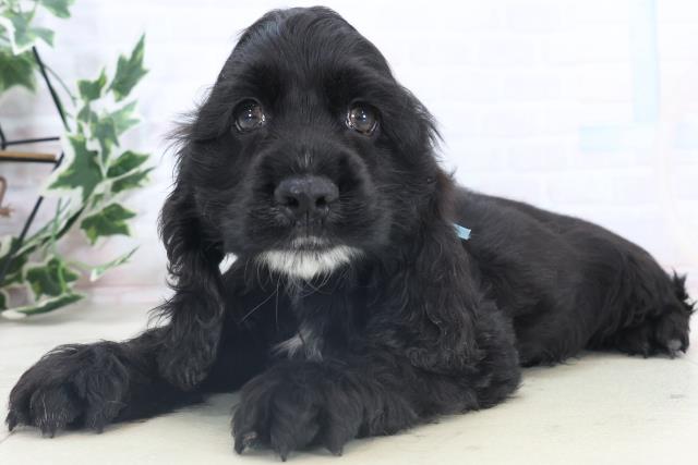 長崎県のアメリカンコッカースパニエル (Coo&RIKU長崎佐世保店/2025年11月8日生まれ/男の子/ブラック)の子犬の3枚目の画像