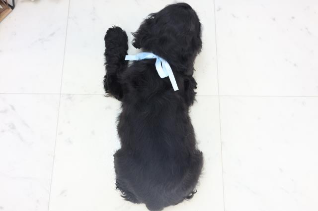 長崎県のアメリカンコッカースパニエル (Coo&RIKU長崎佐世保店/2025年11月8日生まれ/男の子/ブラック)の子犬の4枚目の画像