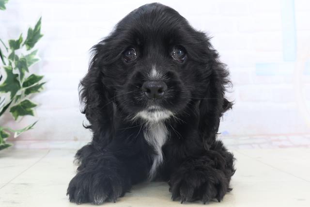 福岡県のアメリカンコッカースパニエル (Coo&RIKU行橋店/2025年11月8日生まれ/女の子/ブラック)の子犬の1枚目の画像