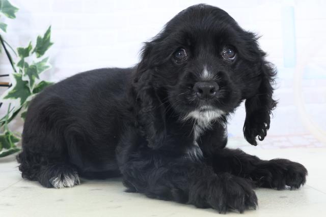 福岡県のアメリカンコッカースパニエル (Coo&RIKU行橋店/2025年11月8日生まれ/女の子/ブラック)の子犬の2枚目の画像