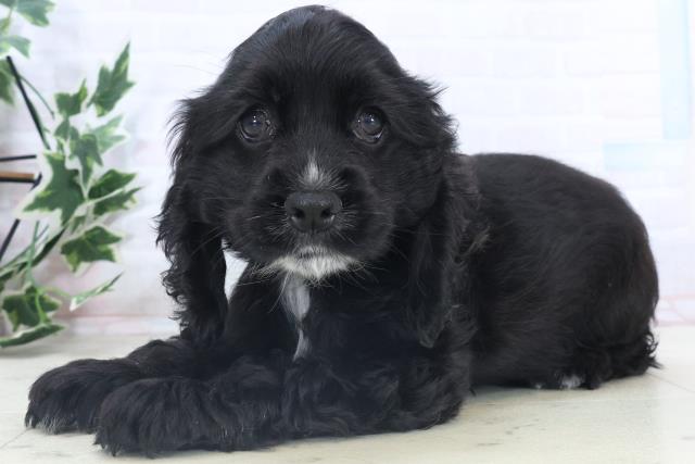 福岡県のアメリカンコッカースパニエル (Coo&RIKU行橋店/2025年11月8日生まれ/女の子/ブラック)の子犬の3枚目の画像